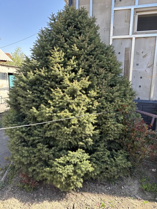 Продам срочно елку в связи с постройкой