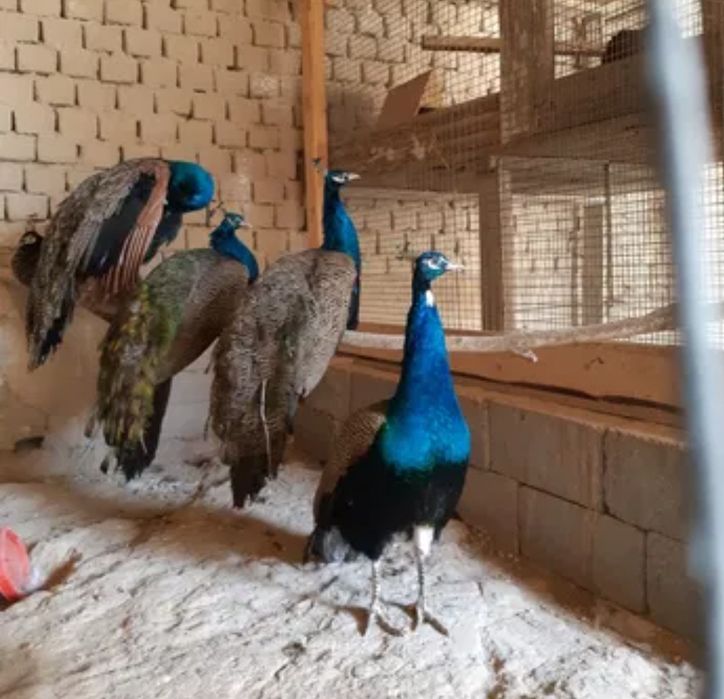 Павлины Индийские