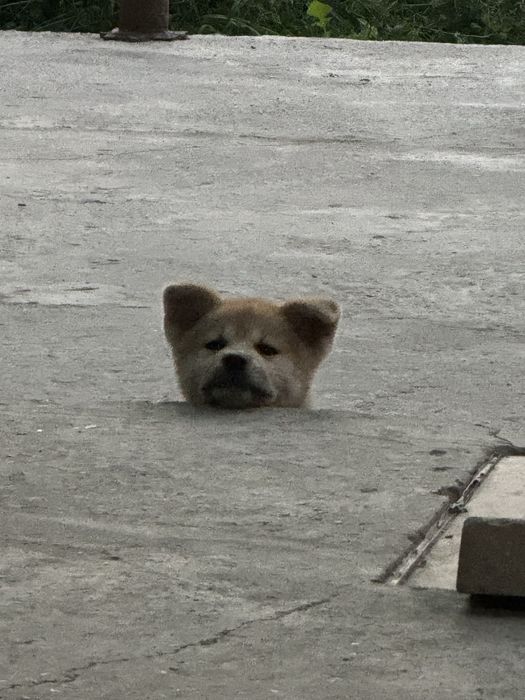 Akita Yaponskiy sotiladi 1 yosh juda aqlli.