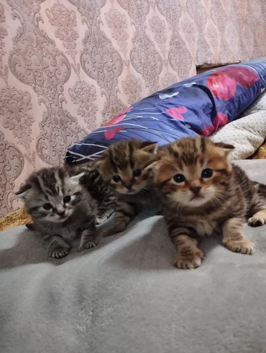 Шотландский котята