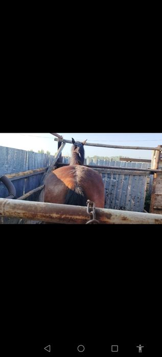 Продам кобылу 5 лет