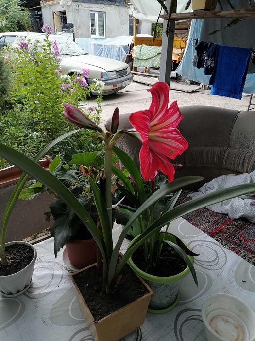 Продам луковицы аморалиса .