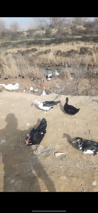 Продаю  индоутки