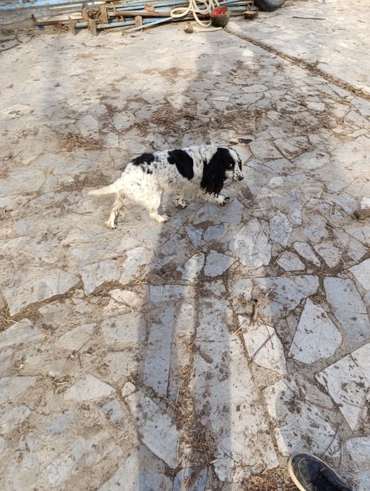 Qiziquvchilarga it sotiladi