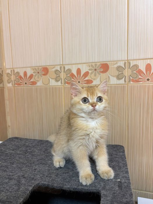 British shorthair cu pedigree