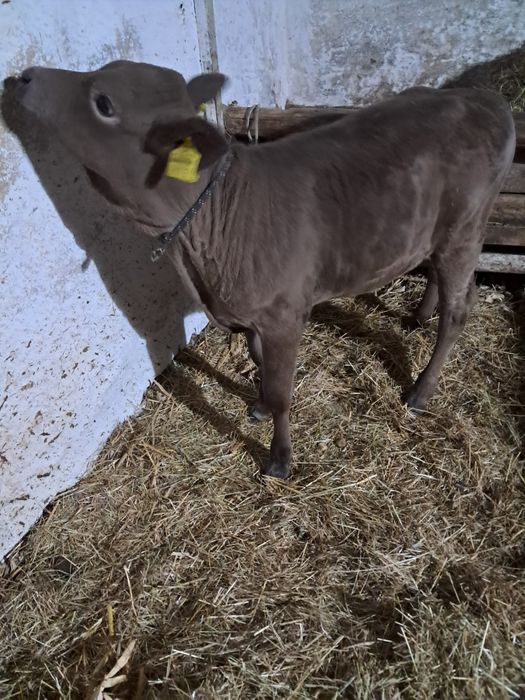 Vitea de vanzare