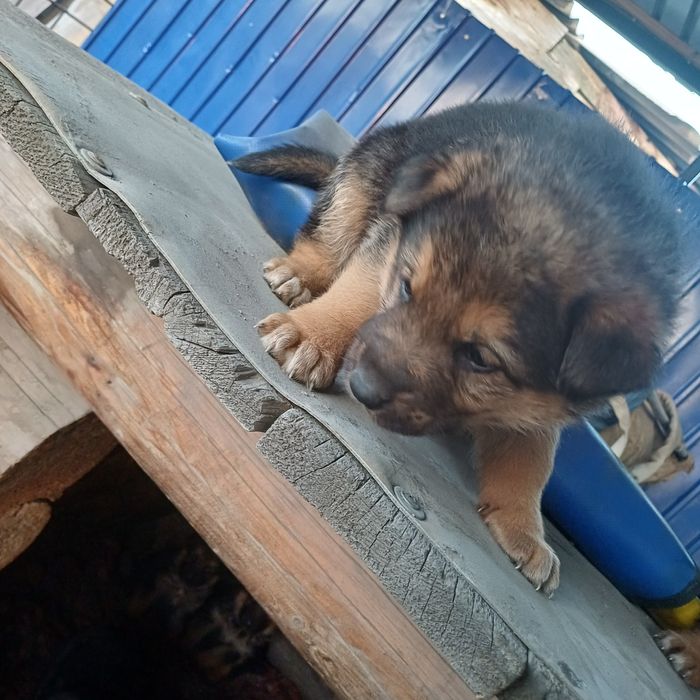 Щенки немецкой овчарки