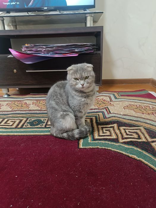 Тозза зот Киз болла