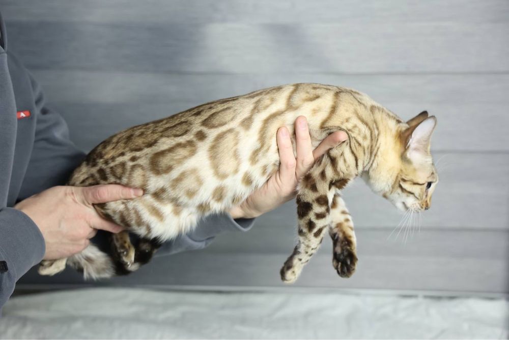 Клубная бенгальская кошка!