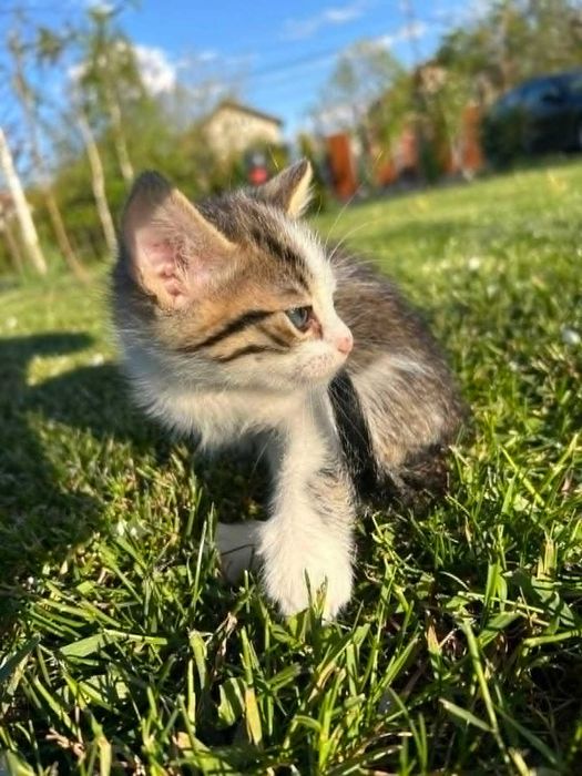 Коте на 1 месец търси своя дом