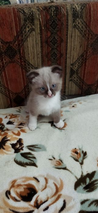 Котята 2 месяца вислоухие