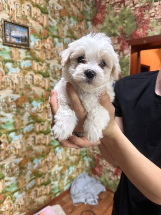 Продам щенков мальтипу