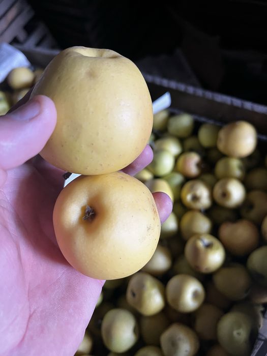 Продам яблоки золотой
