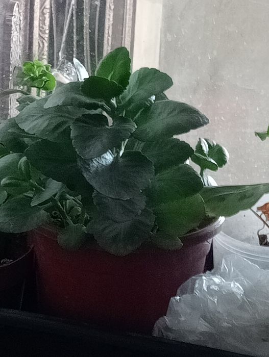 Горшочные цветы: