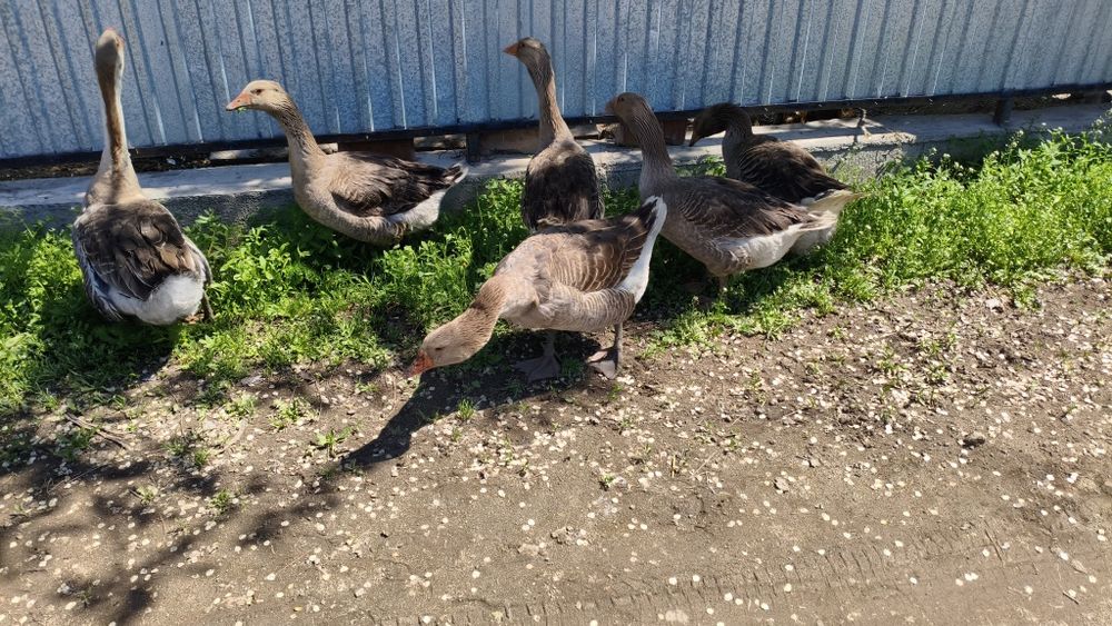 Продам Гусей Крупно серый