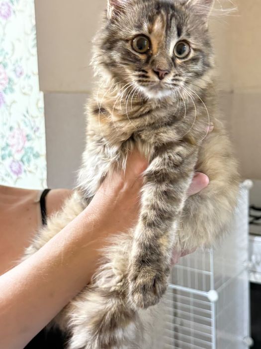 Котята в добрые руки город Алматы