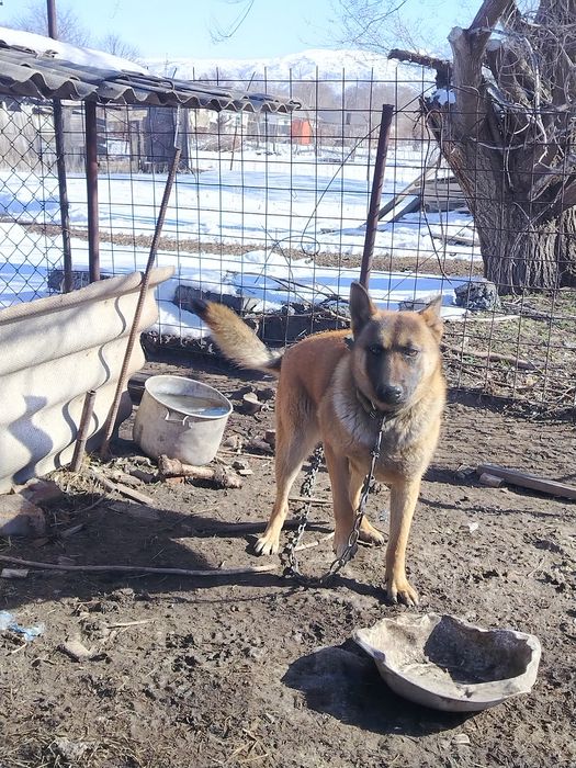 Продам собаку овчарка