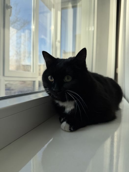 Дарю кошечку.