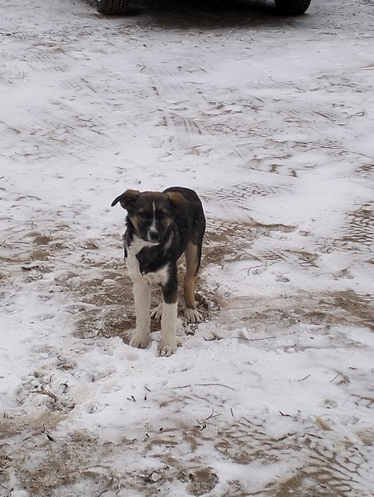 Отдам щенков в хорошие руки