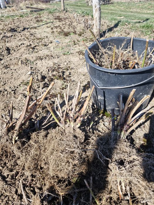 Butași zmeură Opal