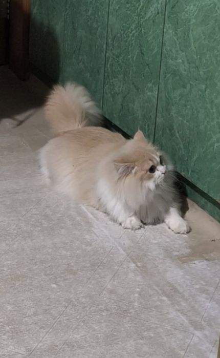 9-месечна женска Ragdoll mix котка