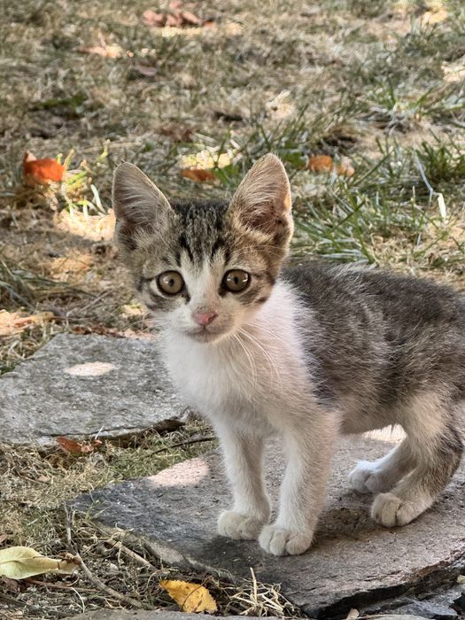 Подаряваме котенца
