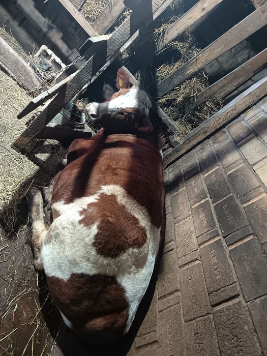 Продаю бычка жирного 4000