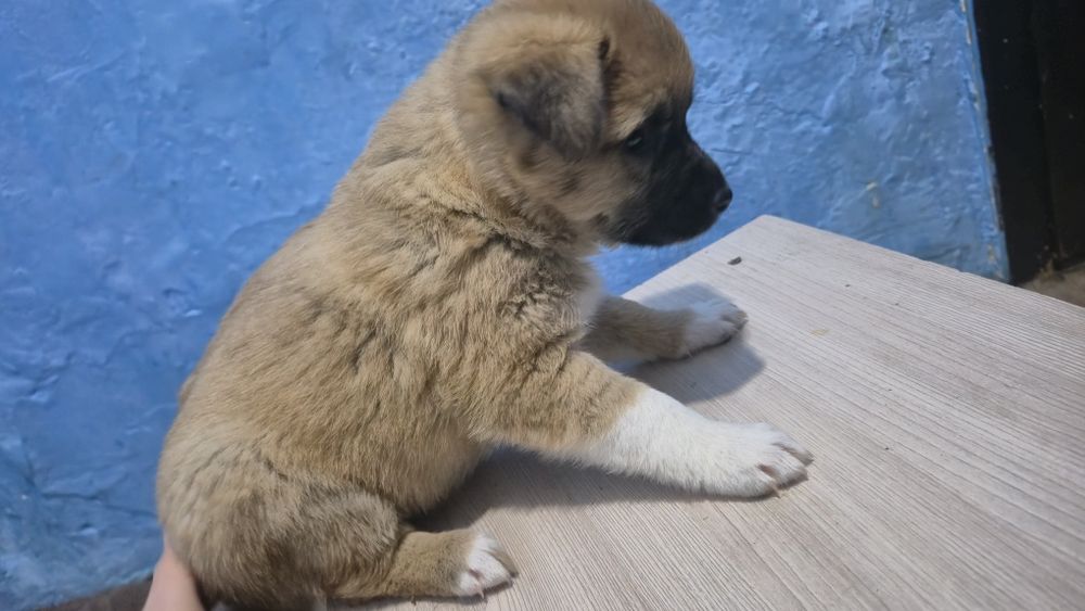 Щенок авчарка метис мальчик
