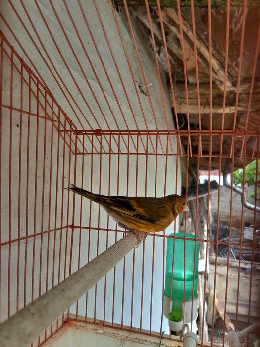 Hibrizi de canari