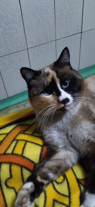 Кошечка в добрые руки