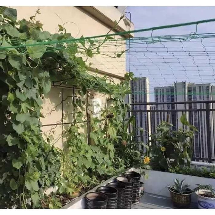 Plasa de Sustinere pentru Plante Cataratoare 2x10 m Castraveti Fasole
