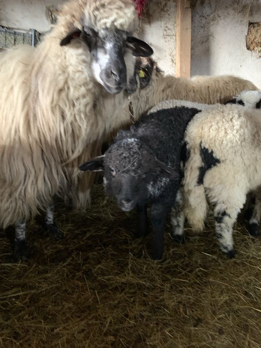 Oi țurcane de vânzare cu miei