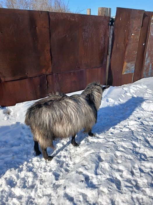 Козы Теке сатылады