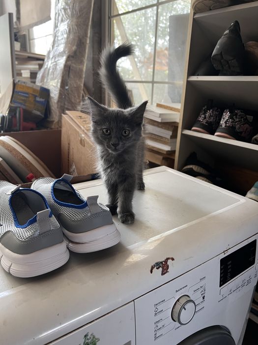Отдам котенка в добрые руки