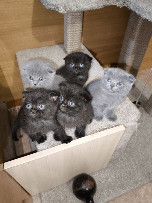 Британцы вислоухие котята