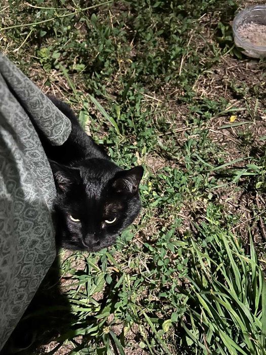Котик ищет дом ! С материальной поддержкой от  меня!