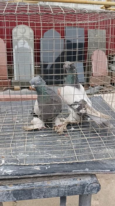 Голуби пара удов