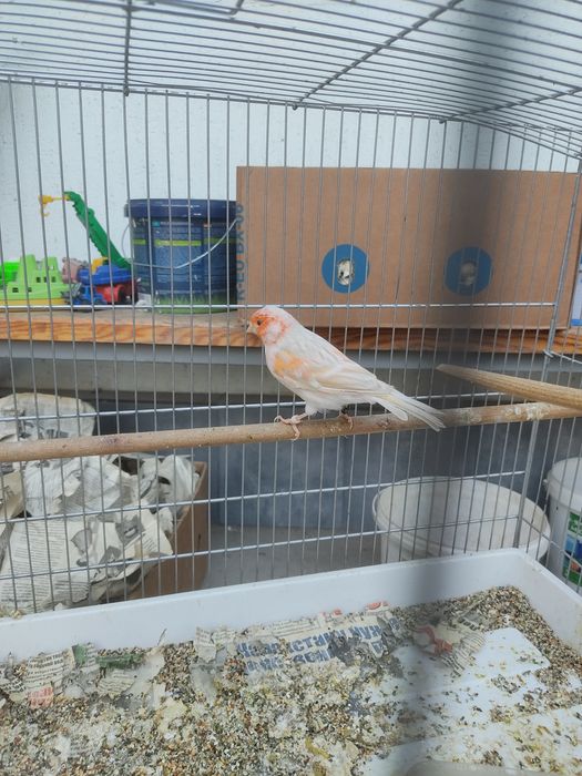 Канарейка самец сатинет