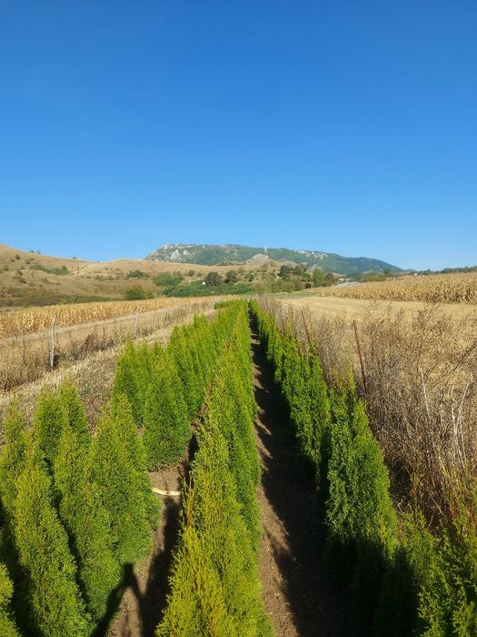 Tuia  Smaragd 150-160 cm