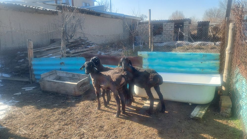 Қозы сатылады тұсақ,биреуы 85000