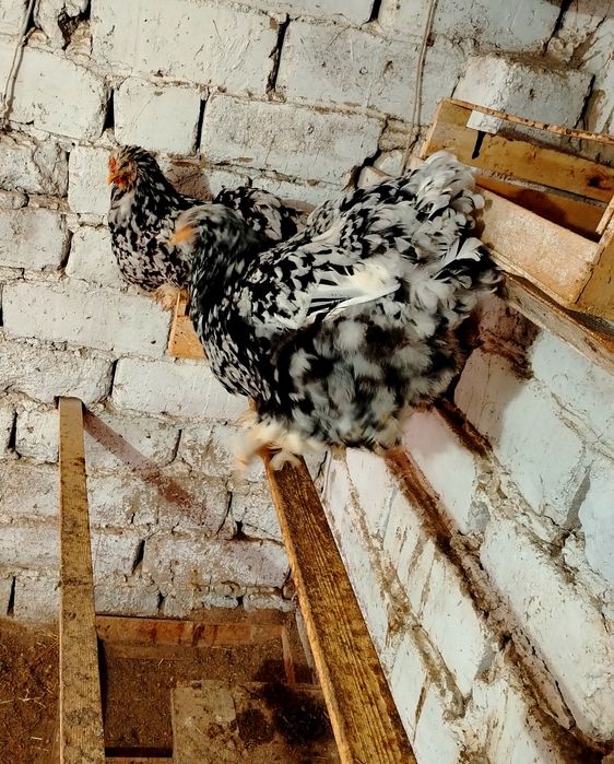 Гигант Брама тухумлари.