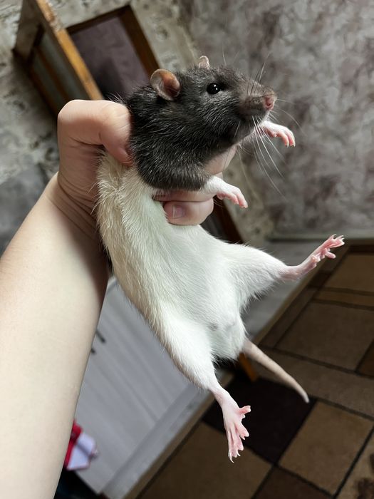 Отдам бесплатно!