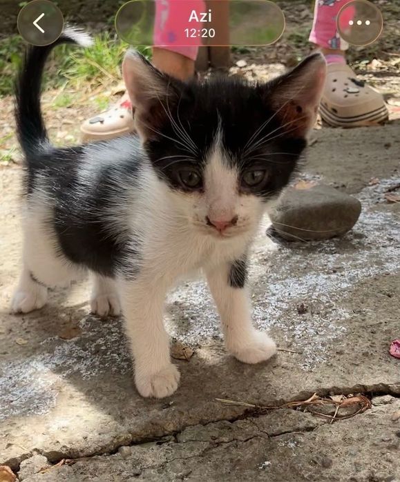 pui de pisică - adopție