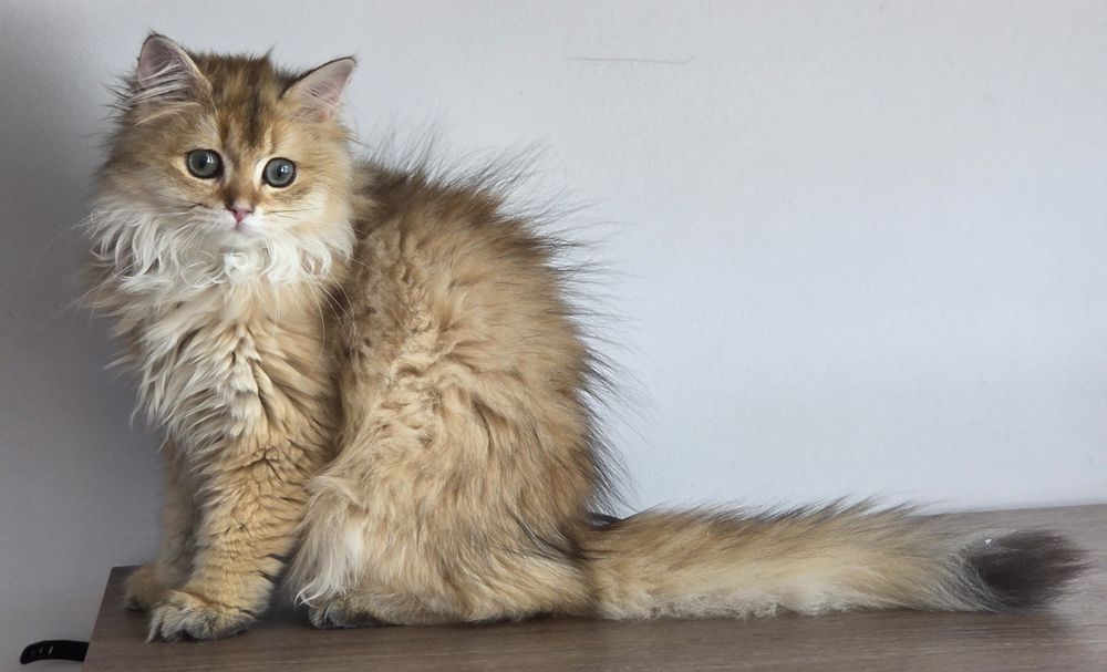 Fetita british longhair