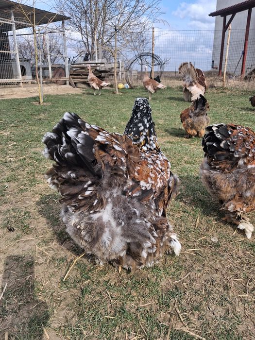 Oua incubat brahma portelan