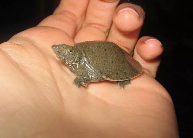 Черепашка Трионикс