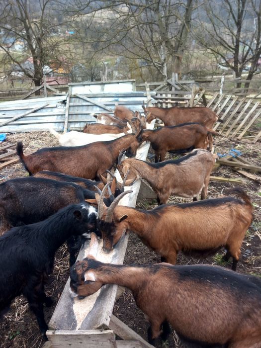 Capre alpine francez