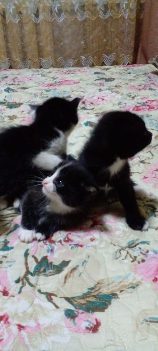 Отдам котят бесплатно