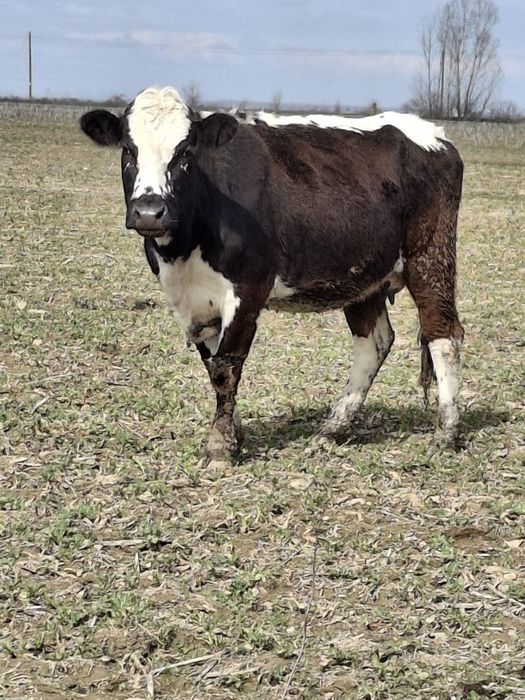 Vând vaca de ținut sau abator