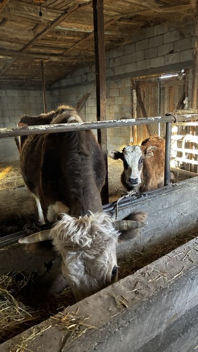 Сиыр еркек бұзауымен